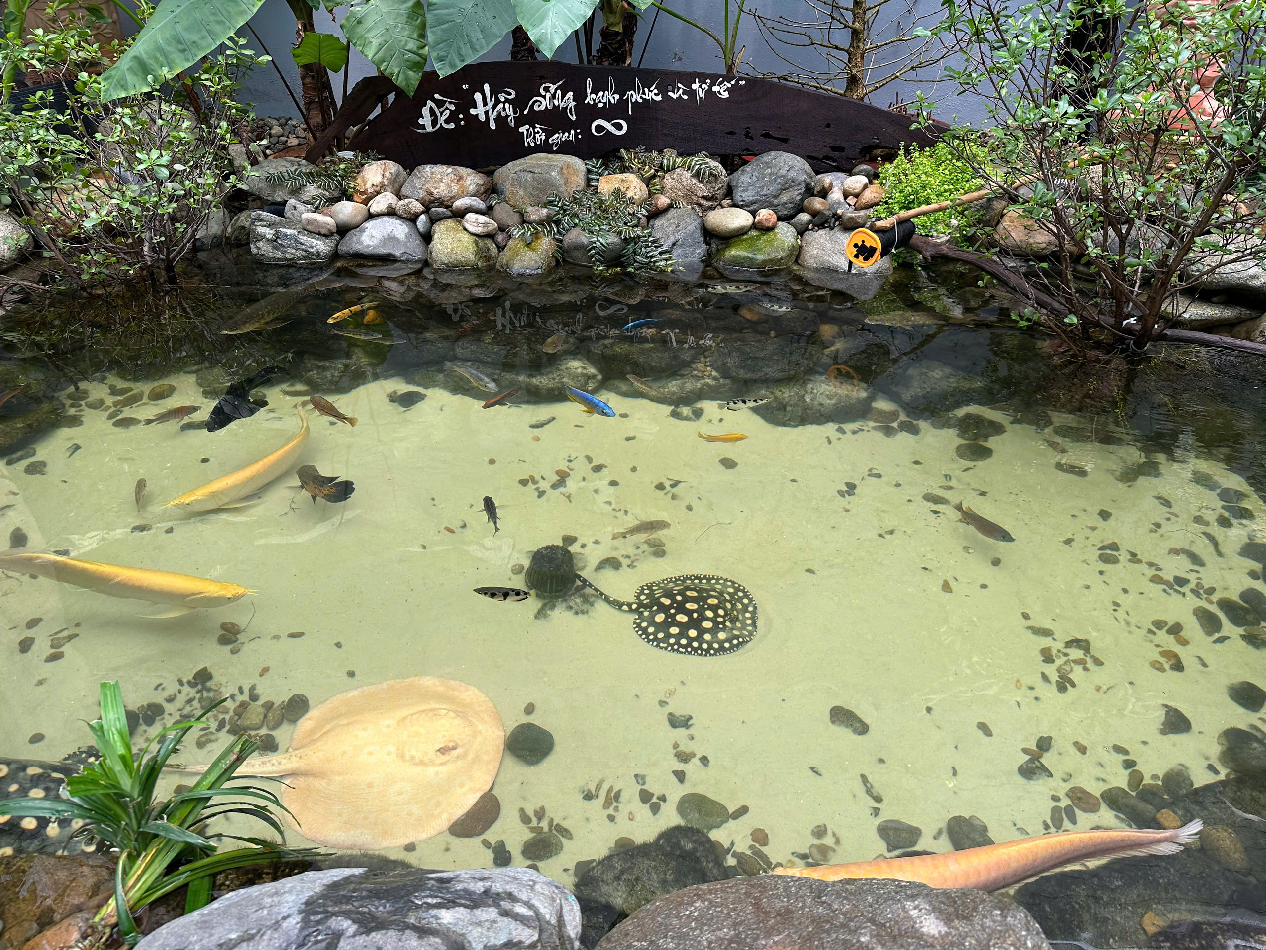 Bể cá thủy sinh ngoài trời với cá rồng và cá sam tại Bill Aquarium Coffee